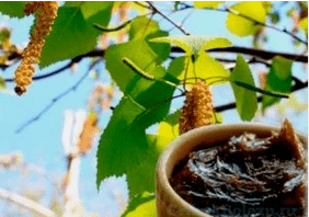Birkendeer du champignon